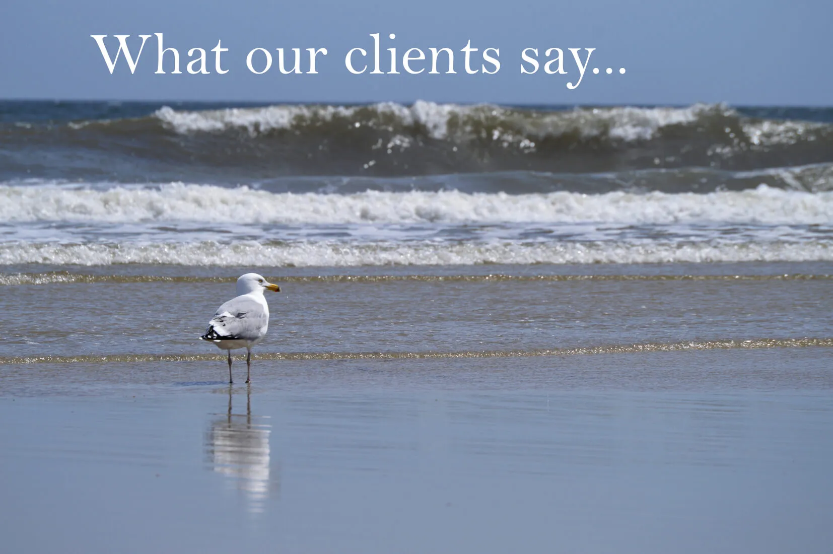 Seagull in on the beach in front of ocean waves