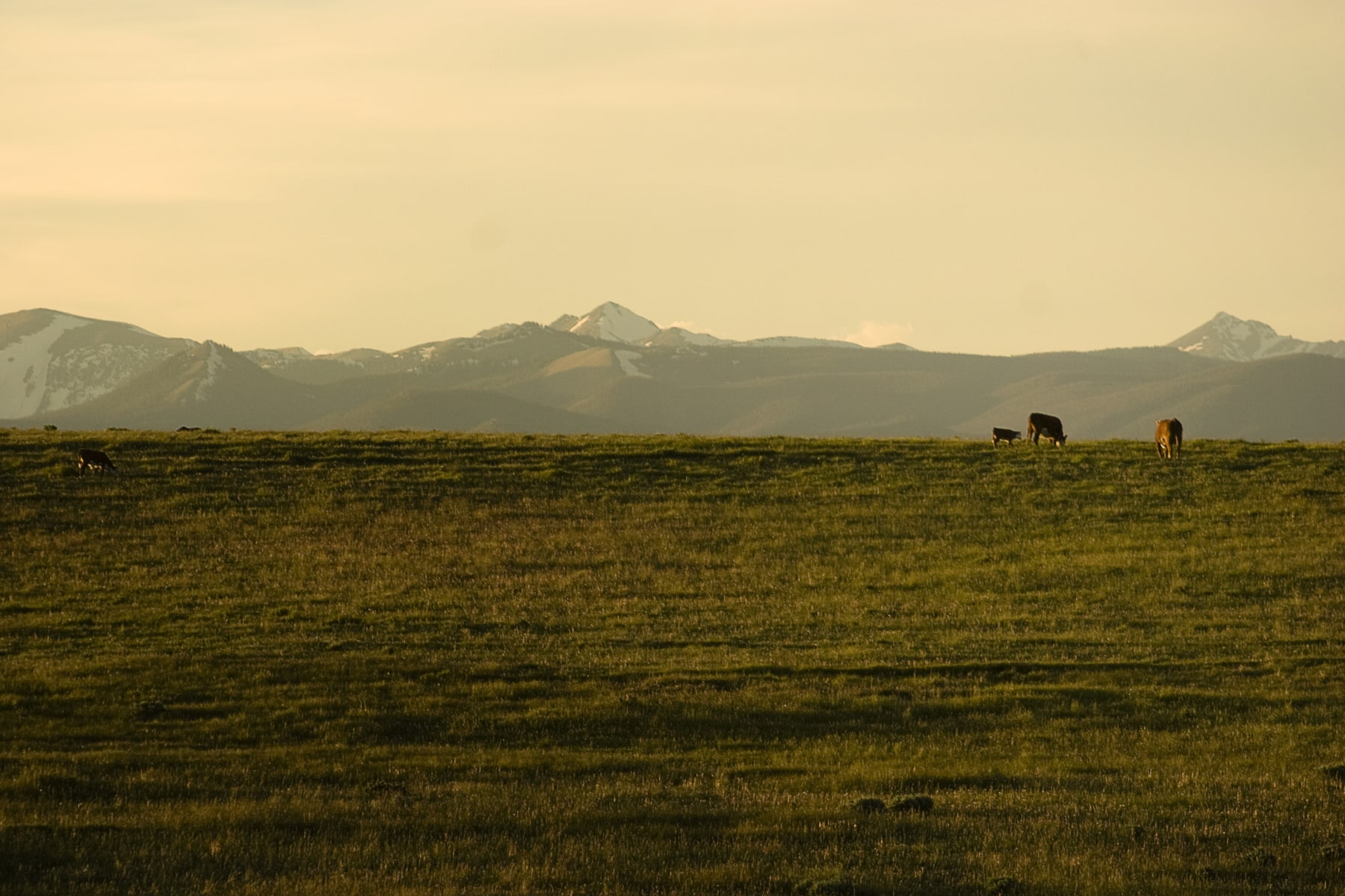 Cows on the field near the mountains