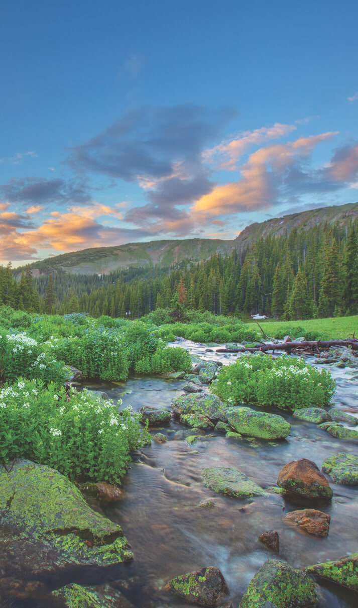 river near the forest and mountains