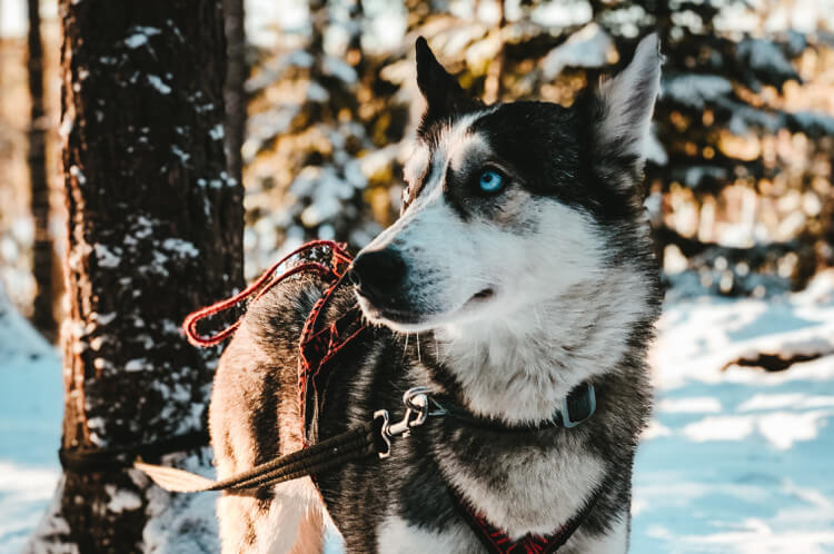 wolf in the winter forest