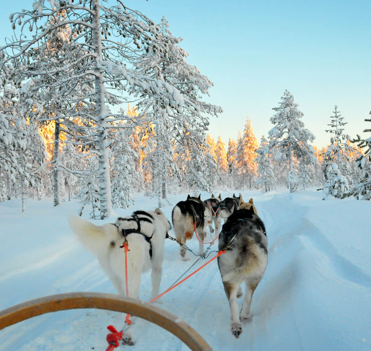 dog sledding