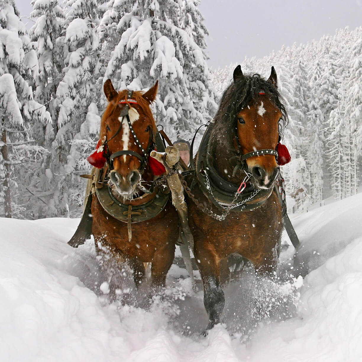 Sleigh rides with horses in the snow 