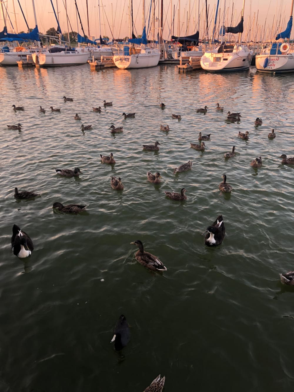 Grapevine Briggs Freeman Sotheby's International Realty