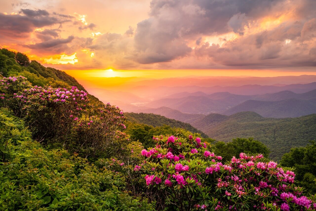 Nature View