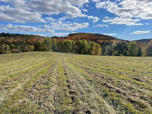field with vegetation