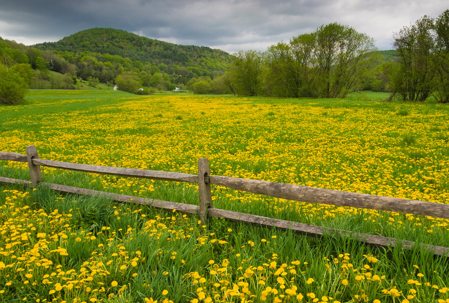 Fence