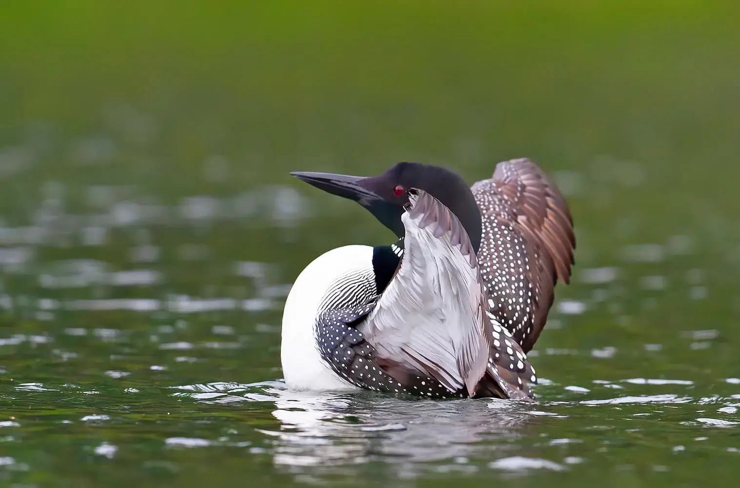 Common Loon (Gavia immer) stretching its wings on Buck Lake, Ontario, Canada
