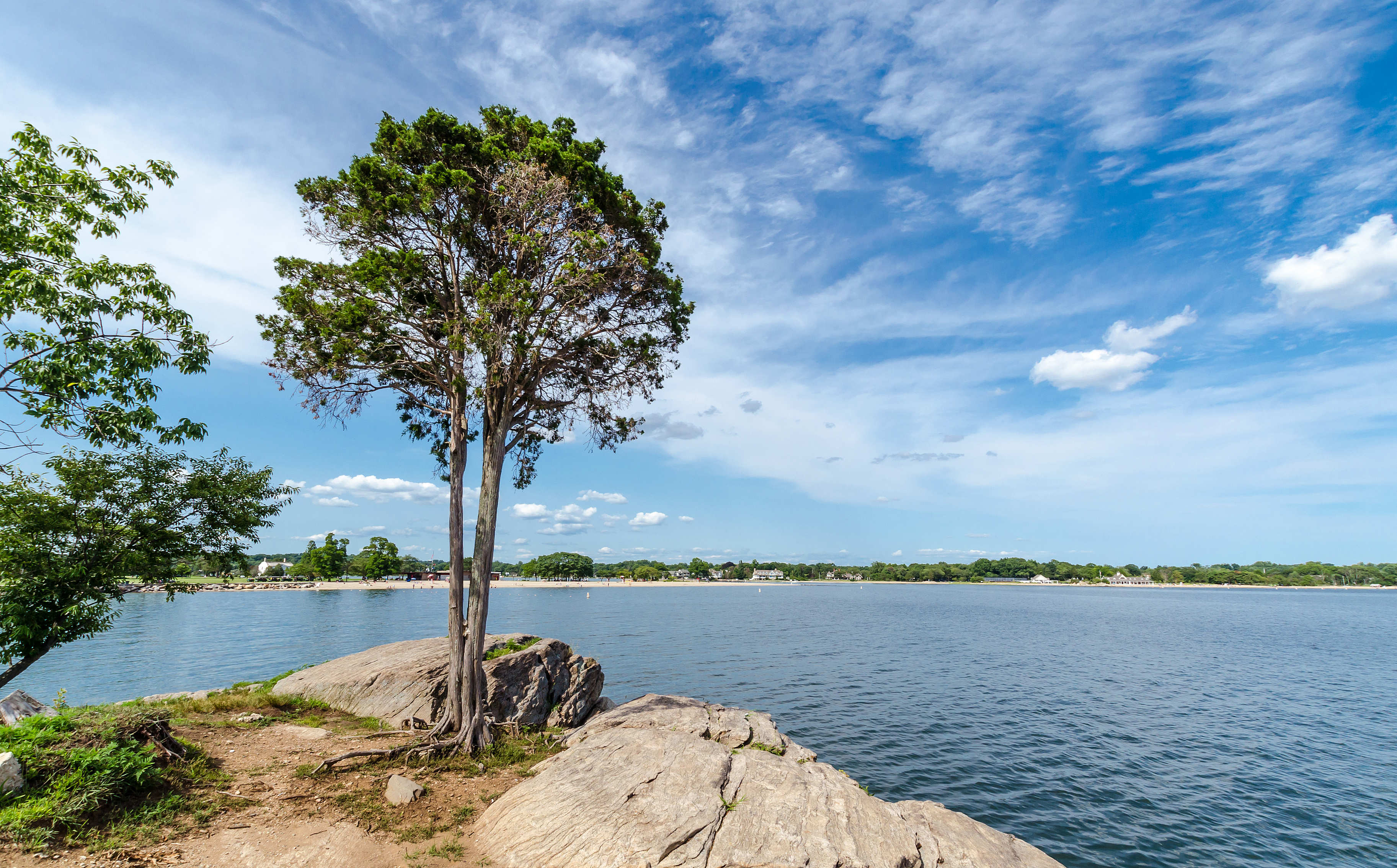 tree in foreground with water and coastline in background
