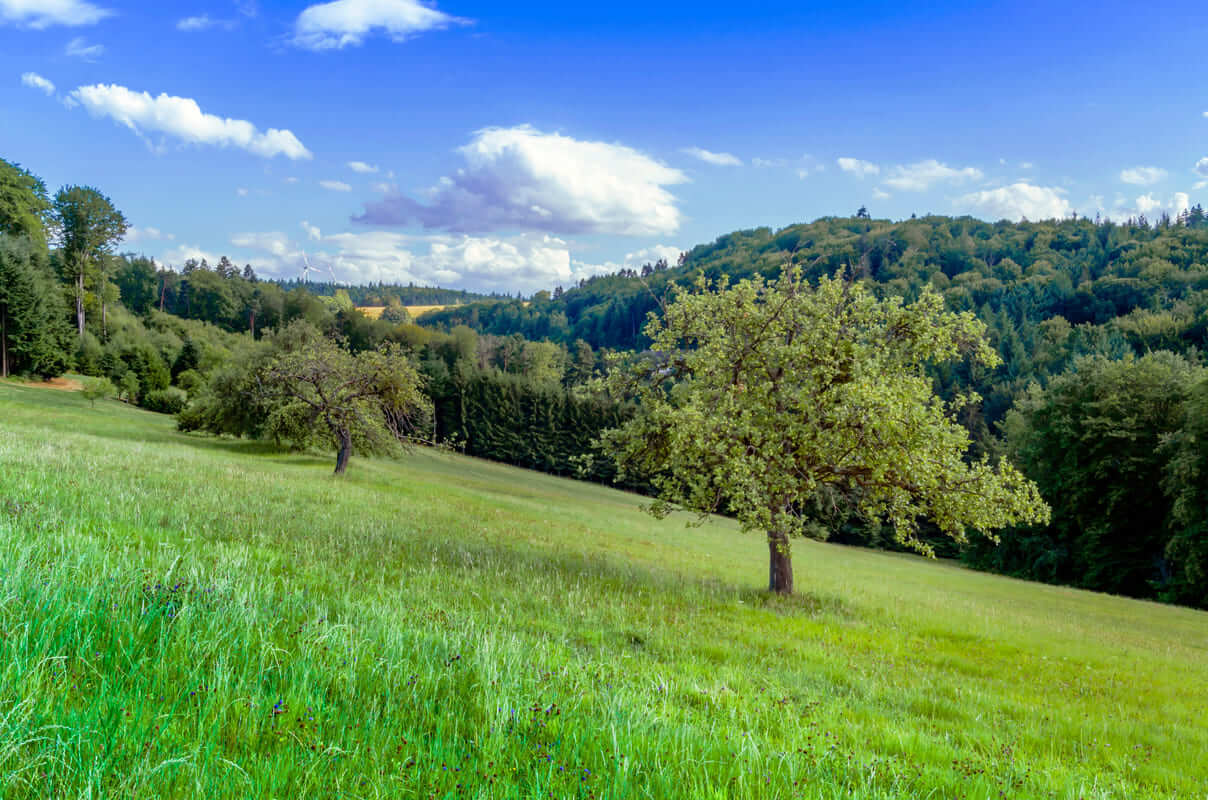 Nature Germany Baden WC3BCrtenberg