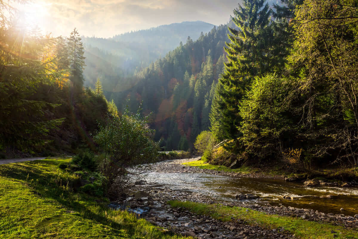 forest river in mountains