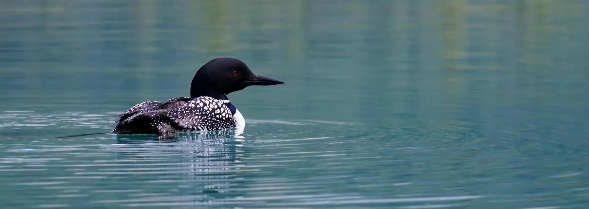 Recommended Searches