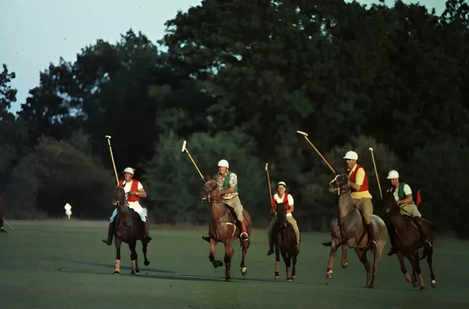 Horses