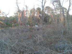 2011-12-28_07