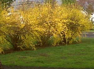 Img00122-20110405-0717