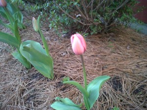 Img00145-20110411-0638