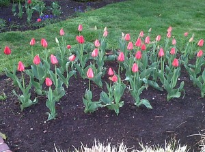 Img00152-20110413-1901