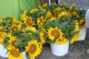 Lewes4th_july_weekend_004