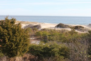 Lewes_cape_henlopen_state_parkdiscovery_trail_009