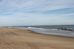 Lewes_cape_henlopen_state_parkdiscovery_trail_013