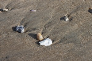 Lewes_cape_henlopen_state_parkdiscovery_trail_015