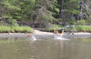 Swimming_deer_family