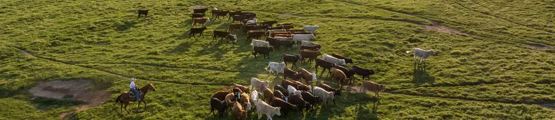 Cowboys on horse grazing cows