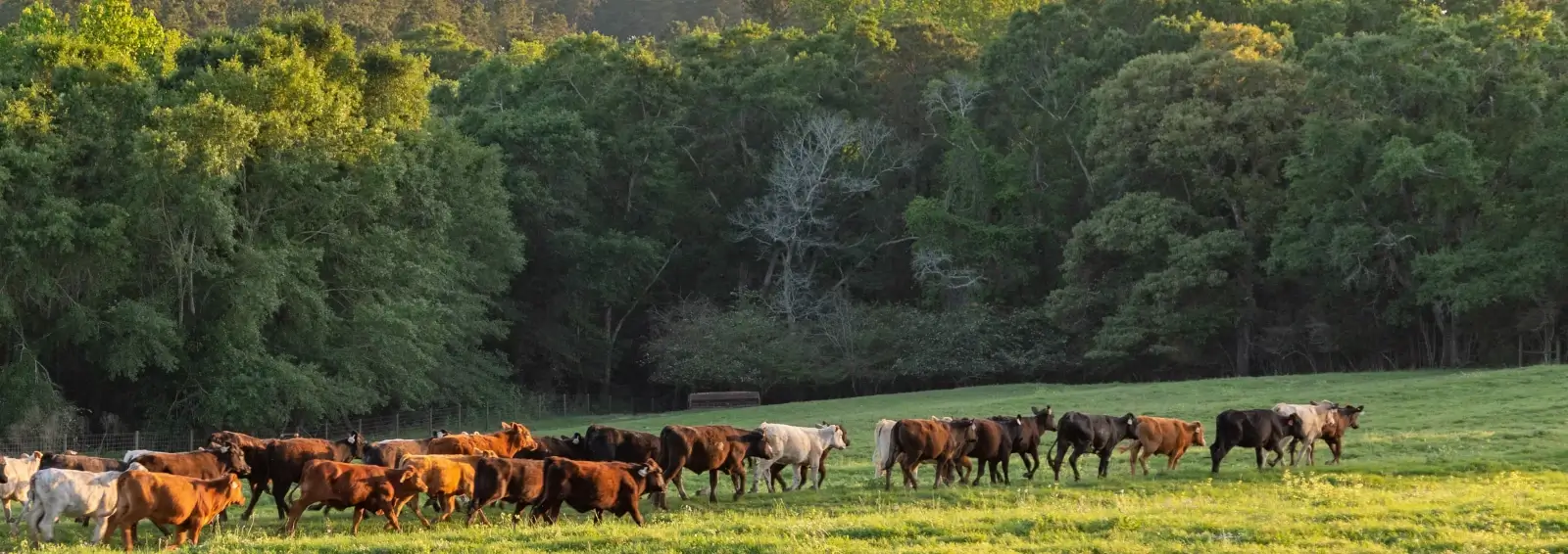 Cows on the field