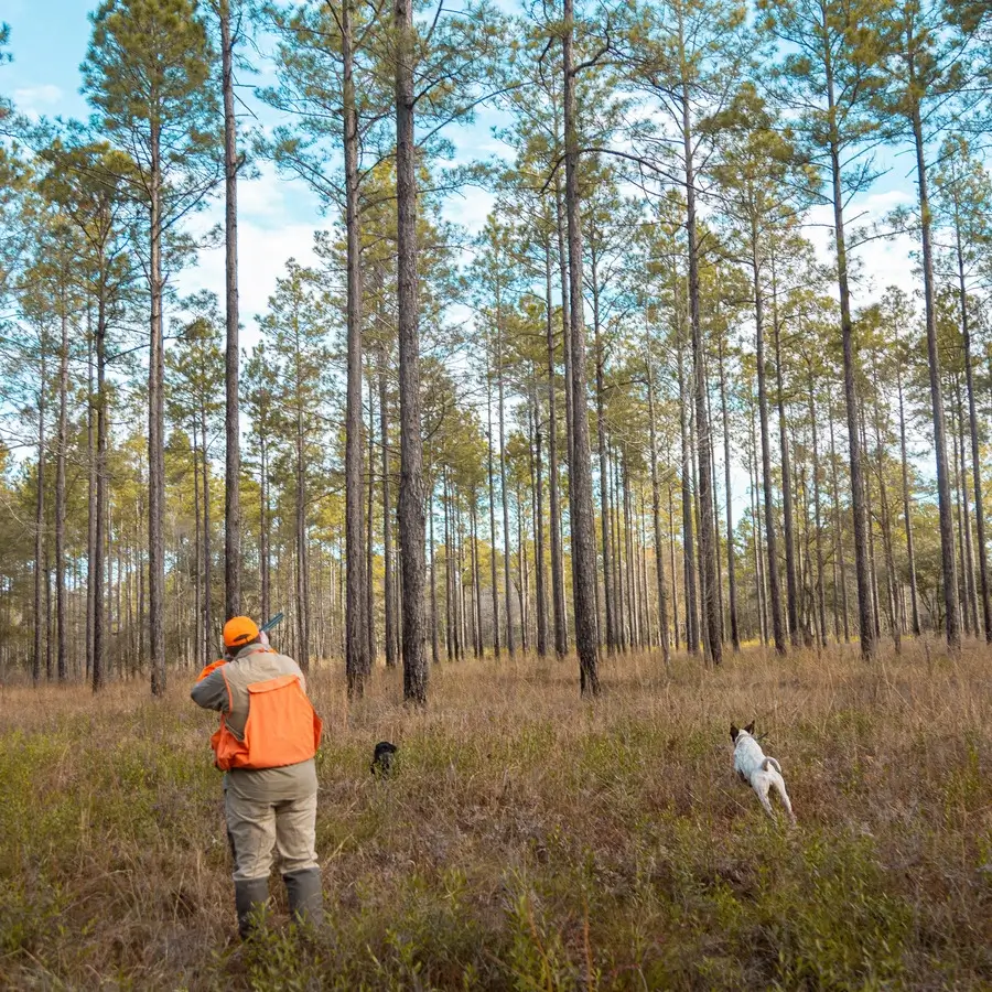 
         Man hunting in the forest