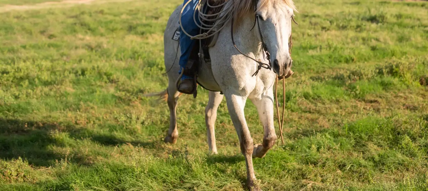 white horse
