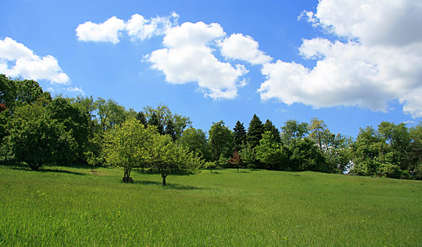 All South AVL