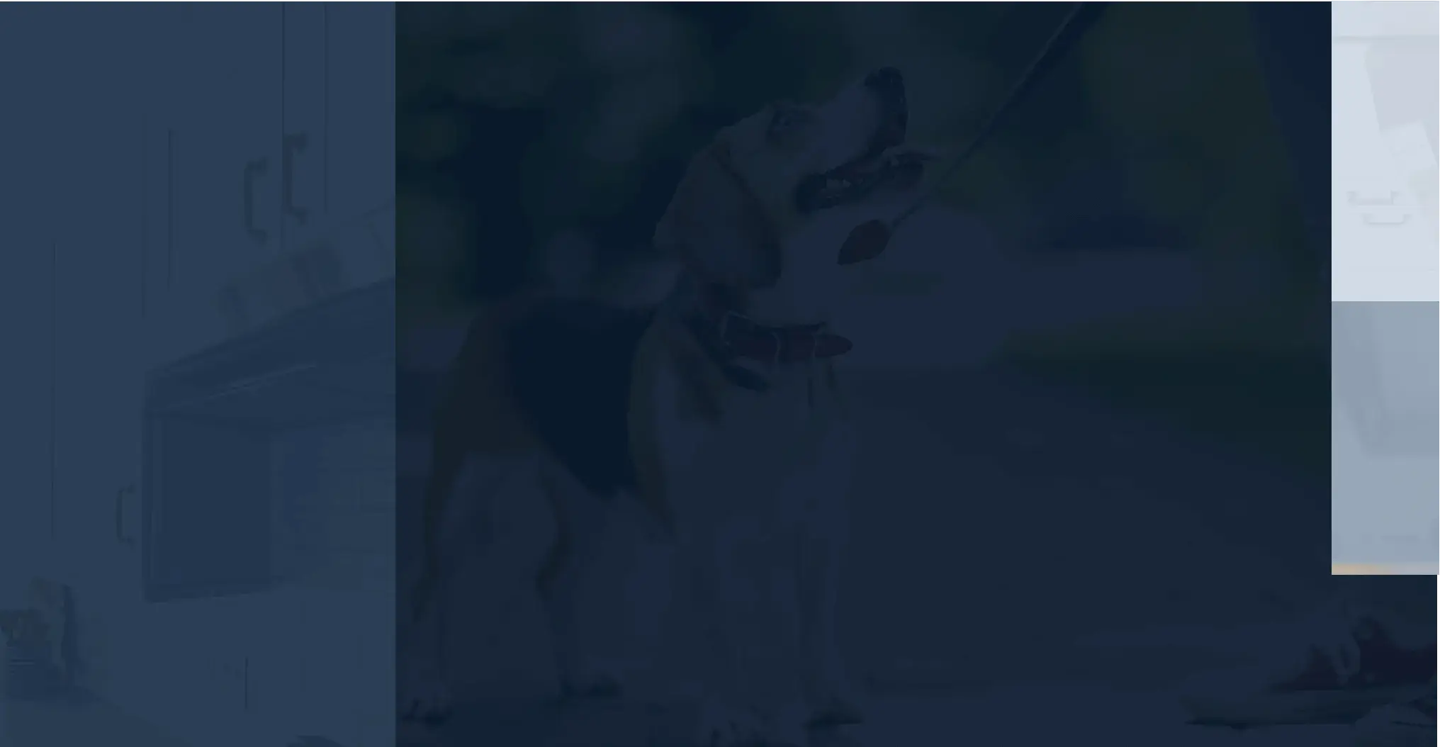 Picture of dog with blue overlay and picture of kitchen with light blue overlay