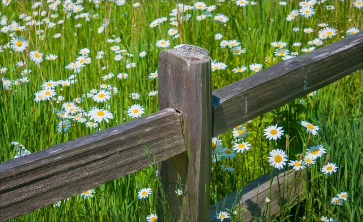 a fence with white flowers