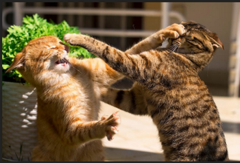 Cat Fight Drag