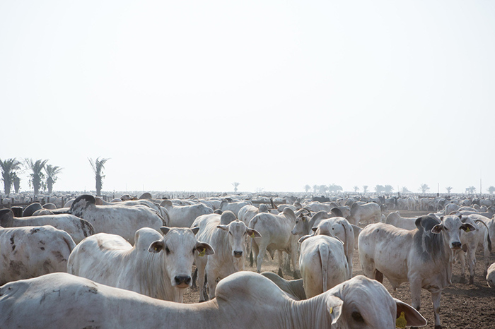 Photographer Carolina Arantes on Visura