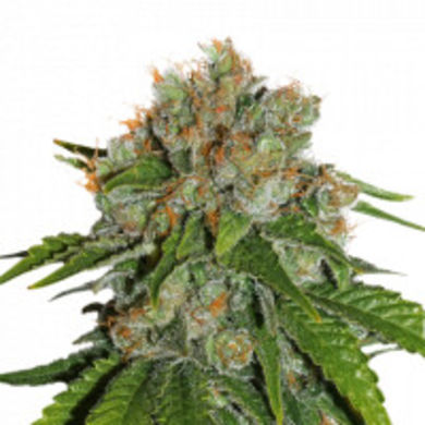 amnesiaautocannabisseedsbyseedstockers7693