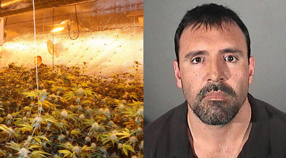 Man Arrested After Police Discover More Than 630 Marijuana Plants at ...