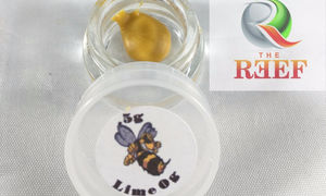 Lime OG Shatter