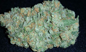 Great White Shark