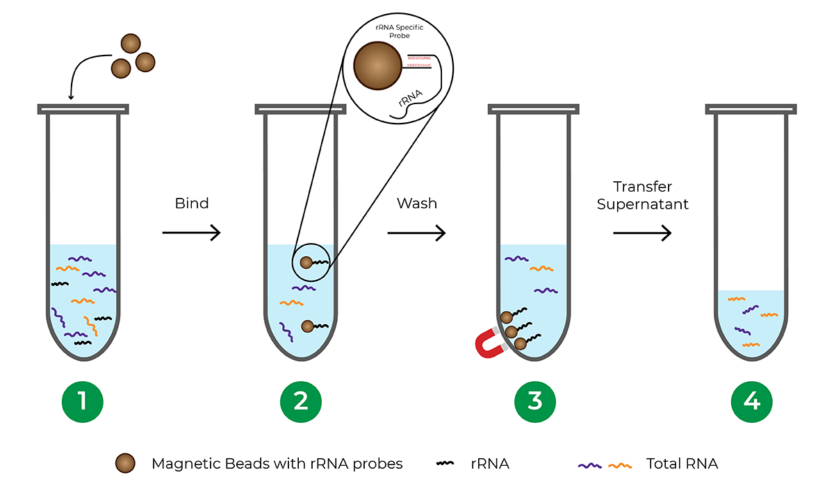 Figure showing TreSEQ rRNA