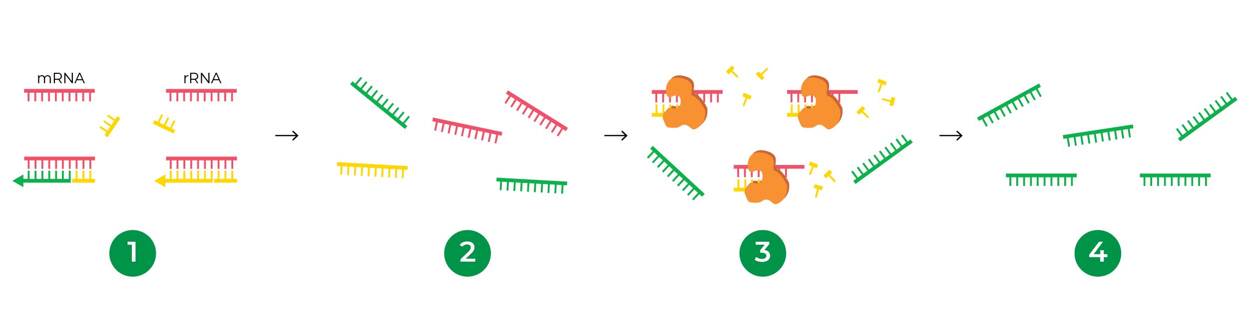 图显示ZymoSEQ RiboFree