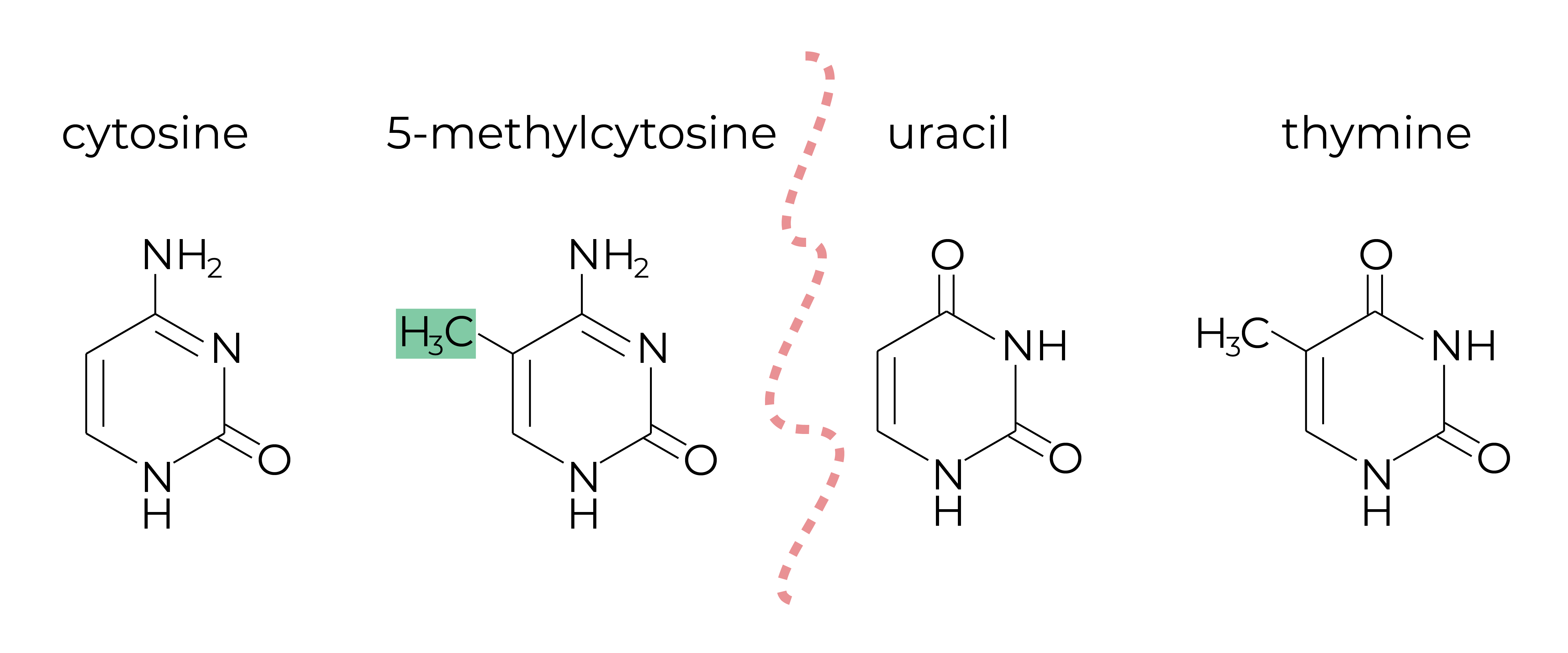 cytosine methylation