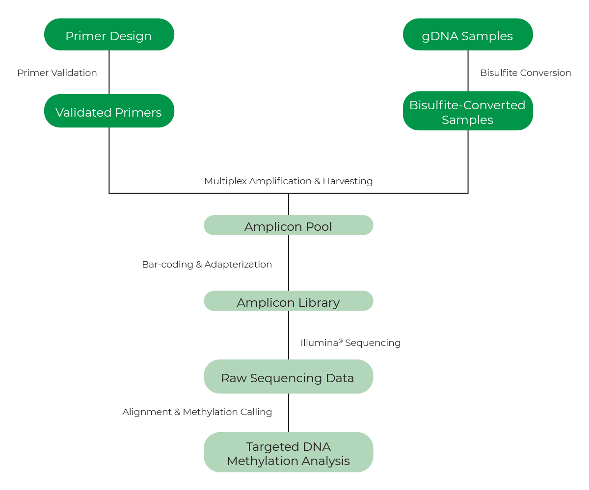 Figure showing the workflow of Zymo’s MethylCheck platform for targeted bisulfite sequencing