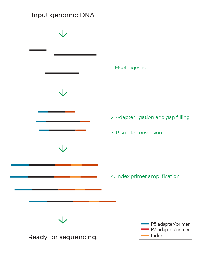 Figure showing the workflow of Zymo-Seq RRBS Library Kit