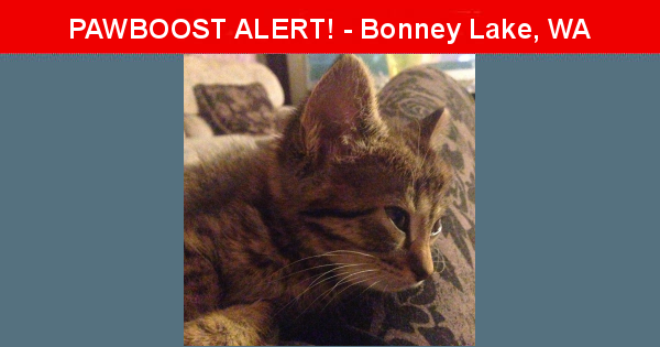 Lost Unknown  last seen Rhododendron Park, Prairie Ridge, WA, Bonney Lake, WA 98391
