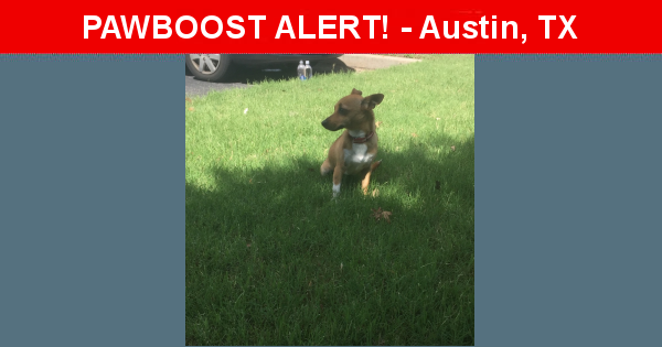 Found/Stray Unknown  last seen Rundberg/Metric, Austin, TX 78758
