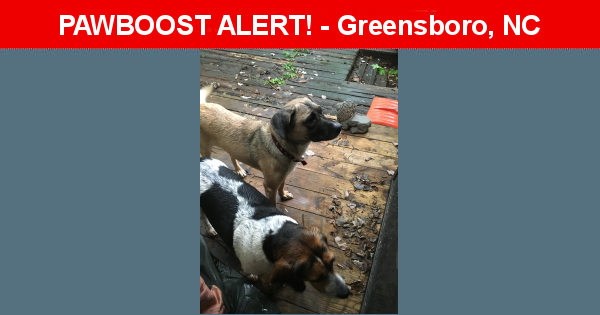 Found/Stray Unknown  last seen , Greensboro, NC 27408