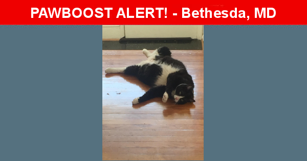Lost Male  last seen Near Hartsdale Avenue, Bethesda, MD, Bethesda, MD 20817