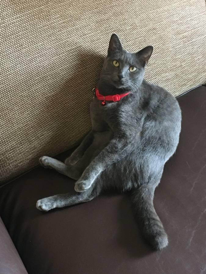 Lost Female Cat in Charlotte, NC 28273 Named Kiri (ID 4517989) PawBoost