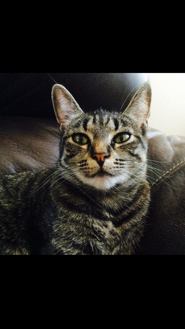 Reunited Cat in Riverside, CA 92501