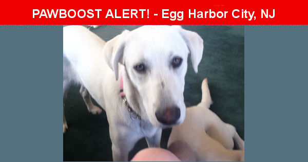 Deceased Male Dog last seen Near S Frankfurt Ave, Egg Harbor City, NJ, Egg Harbor City, NJ 08215